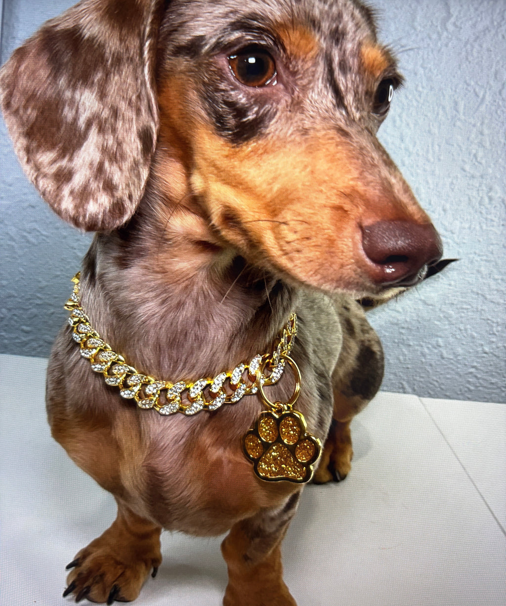 Collar VIP Paw